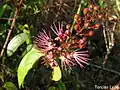Inflorescence  d’Hirtella racemosa.