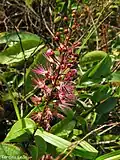 Inflorescence  d’Hirtella racemosa.