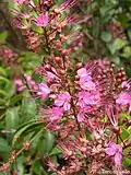 Inflorescence  d’Hirtella racemosa.