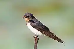 Hirondelle rustique