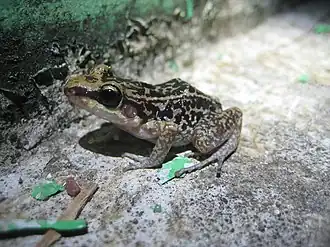 Description de l'image Hispaniolan yellow-mottled frog imported from iNaturalist photo 53535 on 21 April 2022.jpg.
