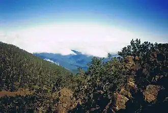 Forêts de pins d'Hispaniola vues depuis le Pico Duarte, en République dominicaine et en Haïti.