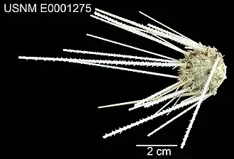 Histocidaris acutispina
