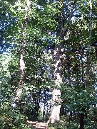 Hołużne