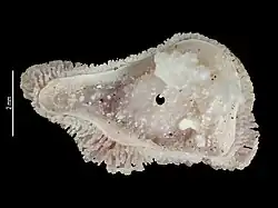Hoekia mortenseni