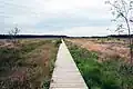 Chemin de bois dans le parc.