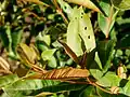 Jeunes feuilles de Byrsonima crassifolia
