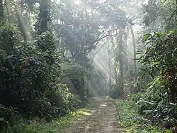 La luxuriante forêt assamaise est très menacée par les activités humaines.