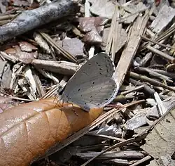 Celastrina idella