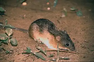 Description de l'image Holochilus sciureus.jpg.