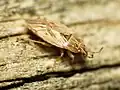 Artheneinae : Holcocranum saturejae (États-Unis)