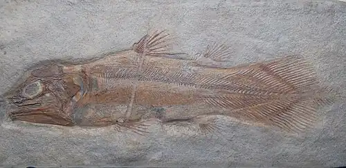 Holophagus sp.