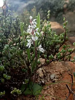 Holothrix aspera.