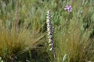 Holothrix nyasae.