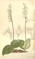 Holothrix orthoceras.