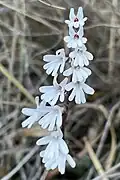 Holothrix parviflora.