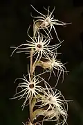 Holothrix randii.