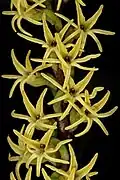 Holothrix secunda.