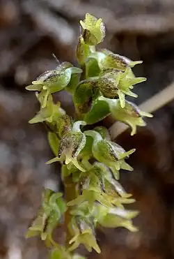 Holothrix villosa.
