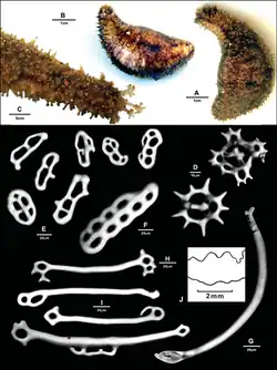 Holothuria insignis.