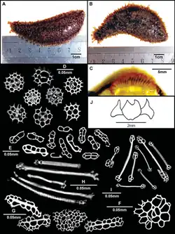 Holothuria lineata.