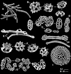 Ossicules