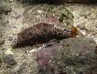 Holothuria cinerascens.