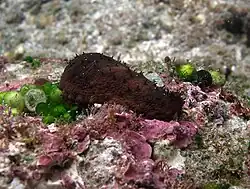 Holothuria difficilis