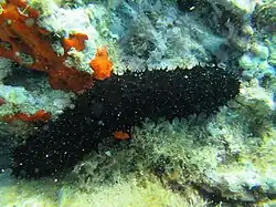 Holothuria forskali