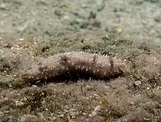 Holothuria lineata.