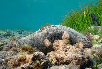 Holothuria nobilis