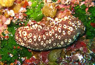 Holothuria sanctori