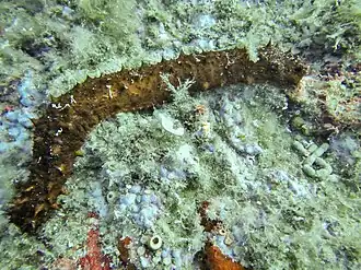 Holothuria tubulosa