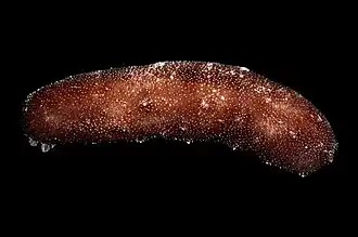 Holothuria whitmaei