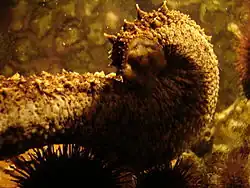 Image illustrative de l’article Aquarium de Rhodes