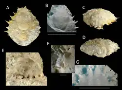 Nemausa windsorae.