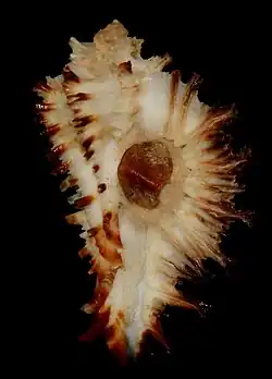 Homalocantha seduncus.
