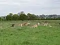 Daims dans le parc
