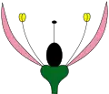 Homochlamyde