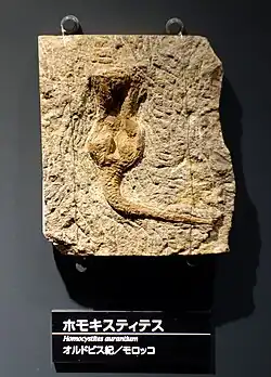 Homocystites aurantium (Cheirocrinidae).