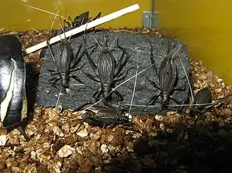 Description de l'image Homoeogryllus japonicus1.jpg.
