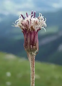 Homogyne alpina