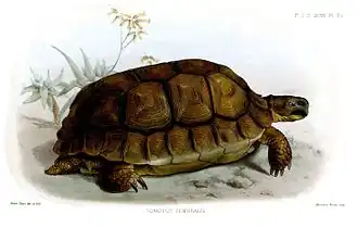 Description de l'image HomopusFemoralisSmit.jpg.