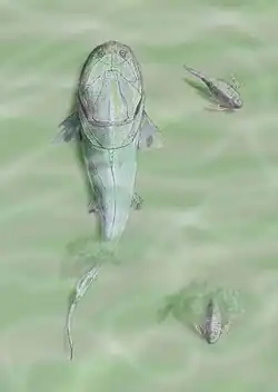Homostius