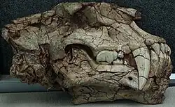Crâne d'homotherium.