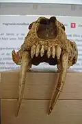 Crâne fossilisé d'Homotherium latidens vu de face.