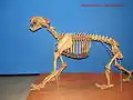 Monture squelettique d'un spécimen d'Homotherium venezuelensis.
