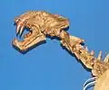 Crâne d'Homotherium venezuelensis.