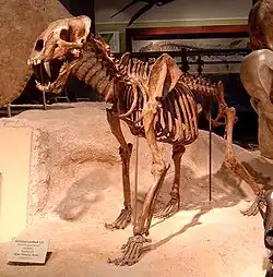 Squelette d'Homotherium serum,au Texas Memorial Museum,Université du Texas à Austin (Austin, Texas).