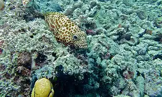 Spécimen sauvage (Sabah, Malaisie).